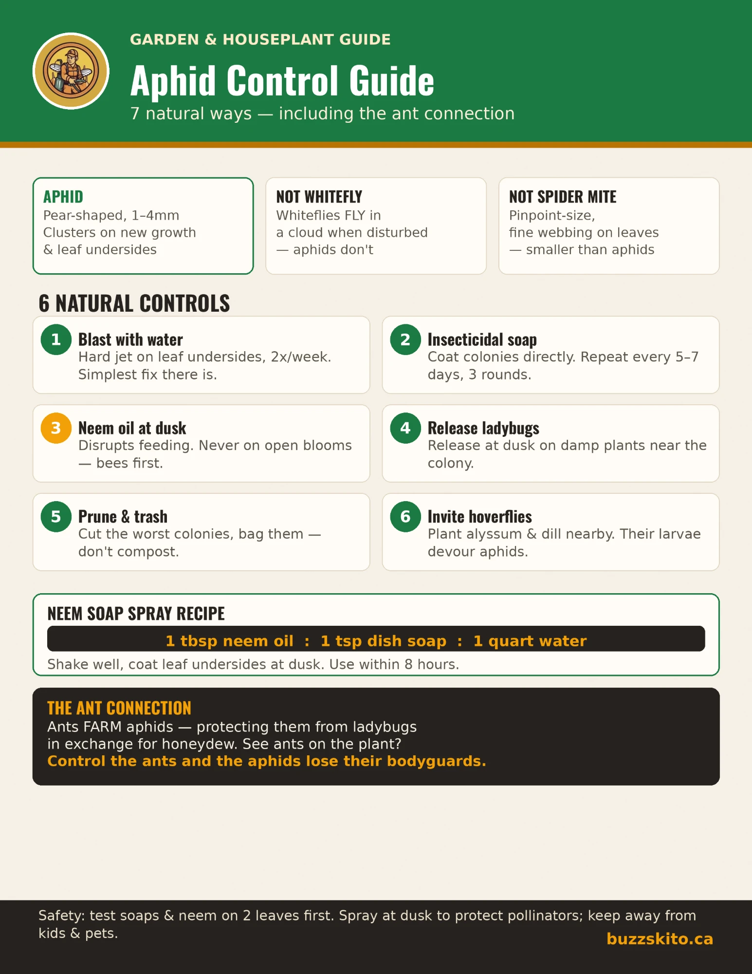 One-page infographic titled Aphid Control Guide. It shows how to tell a pear-shaped aphid from a whitefly and a spider mite, then six natural controls: a water spray, insecticidal soap, neem oil at dusk, ladybugs, pruning, and flowers for hoverflies. Below are a neem soap spray recipe, a panel on ants guarding aphids for honeydew, and a footer on testing leaves, pollinators, kids and pets.