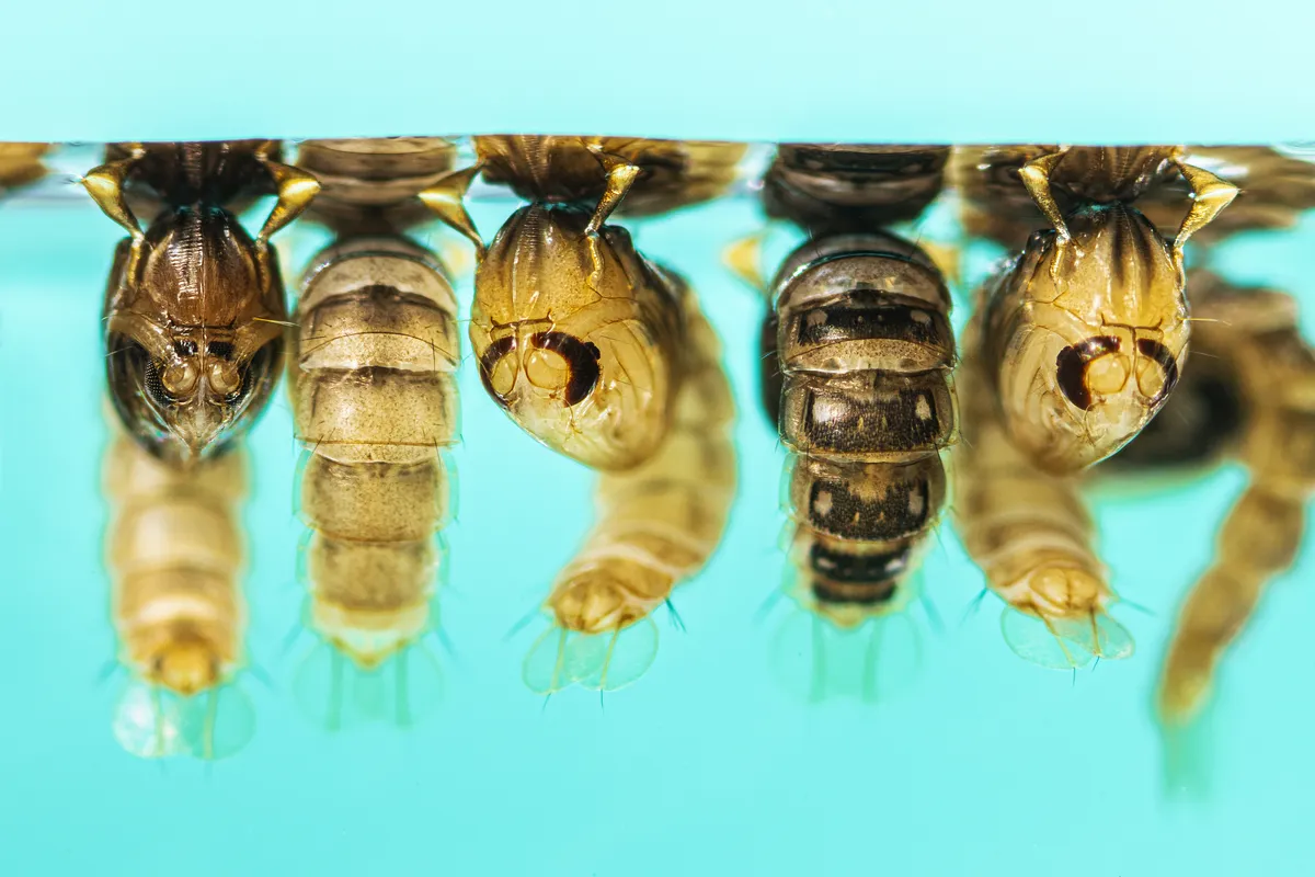 Mosquito pupae, or tumblers, hanging comma-shaped from the water surface