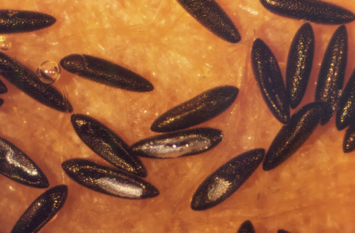 Mosquito eggs close up: black, cigar-shaped eggs of the Asian tiger mosquito