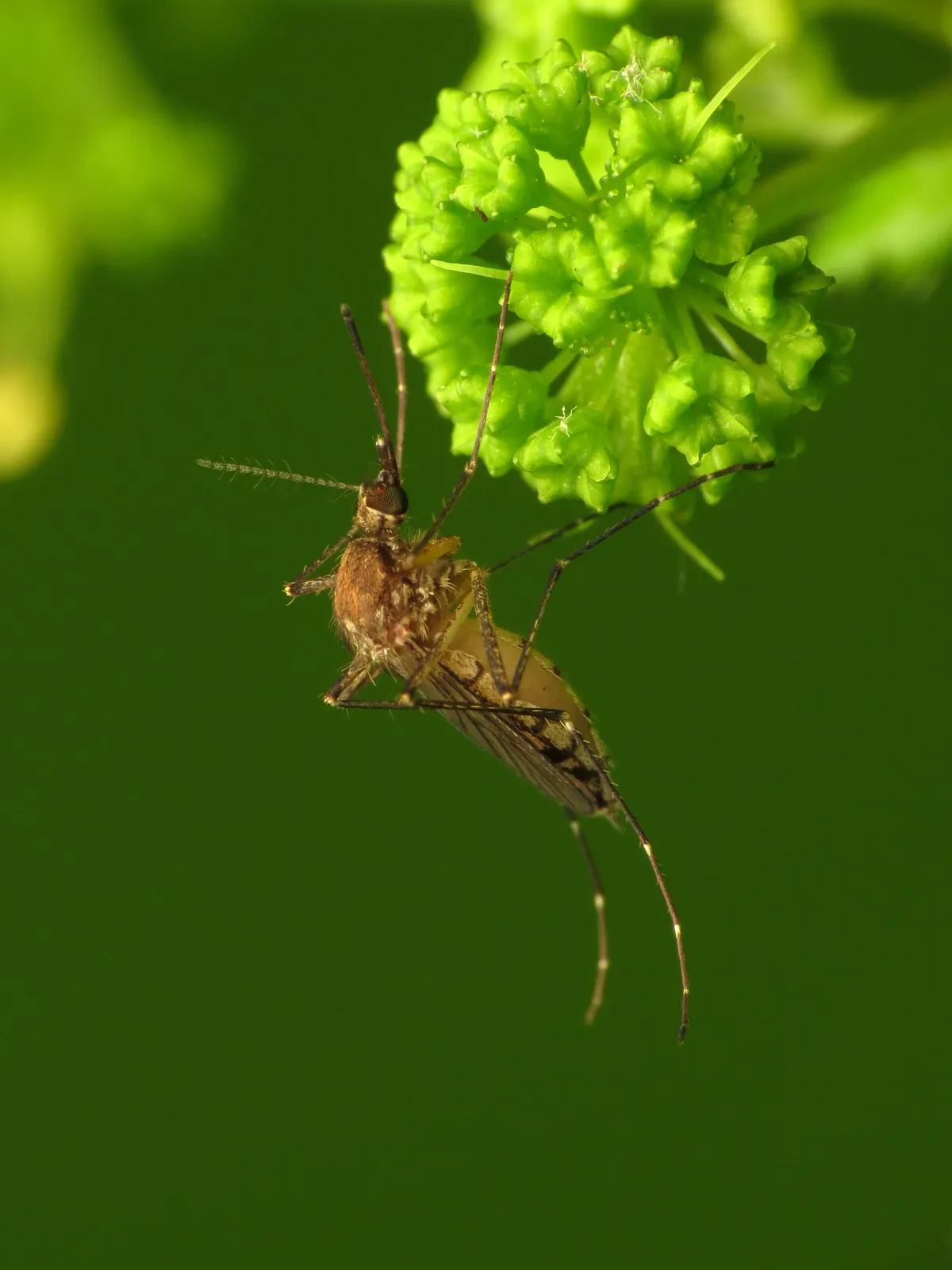 Inland floodwater mosquito, Aedes vexans, close-up