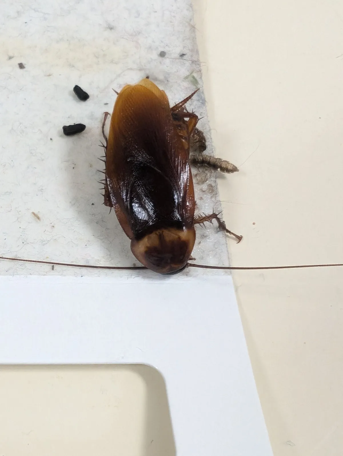 Reddish-brown American cockroach stuck on a white sticky monitoring trap, with two dark, cylindrical droppings lying beside it