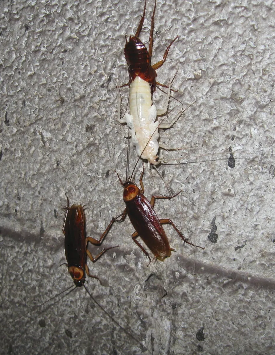 Three American cockroaches on rough gray concrete: one at the top with a white new body emerging from its reddish-brown skin, two dark reddish-brown adults below it