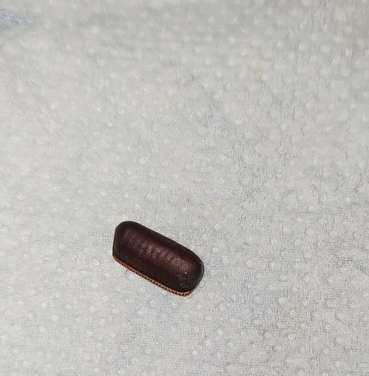 A single dark reddish-brown, oblong cockroach egg case lying on a white paper towel, with a fine toothed edge along one side