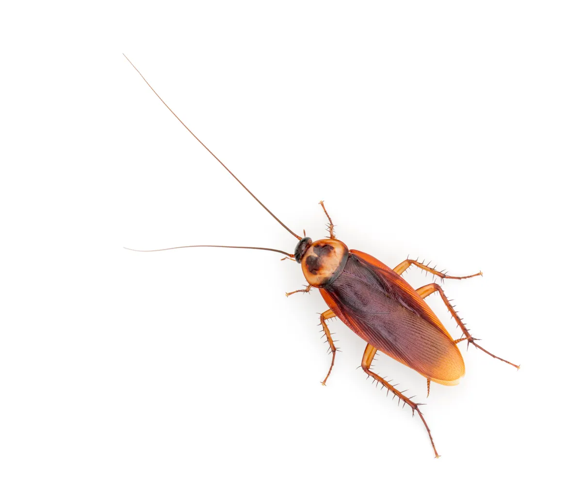 Reddish brown American cockroach seen from above on a white background, with long thin antennae, spiny legs, wings covering its body and a pale band around the edge of the plate behind its head