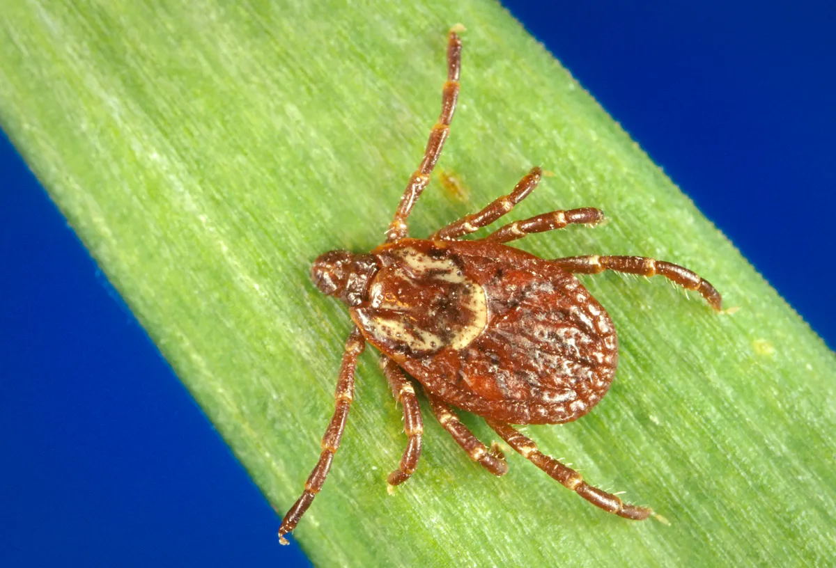 Adult female American dog tick on a grass blade, a flat reddish-brown body with a cream-coloured mottled shield behind the head and pale-banded legs