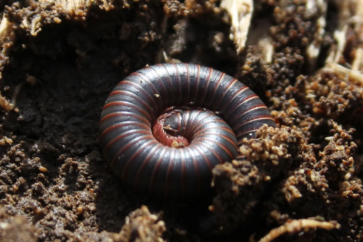 Large dark gray millipede with thin red rings between its segments, coiled into a tight spiral in loose brown soil