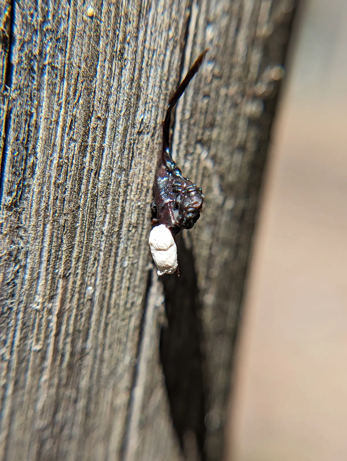 Dark lizard dropping with a chalky white tip stuck to a weathered wooden fence post