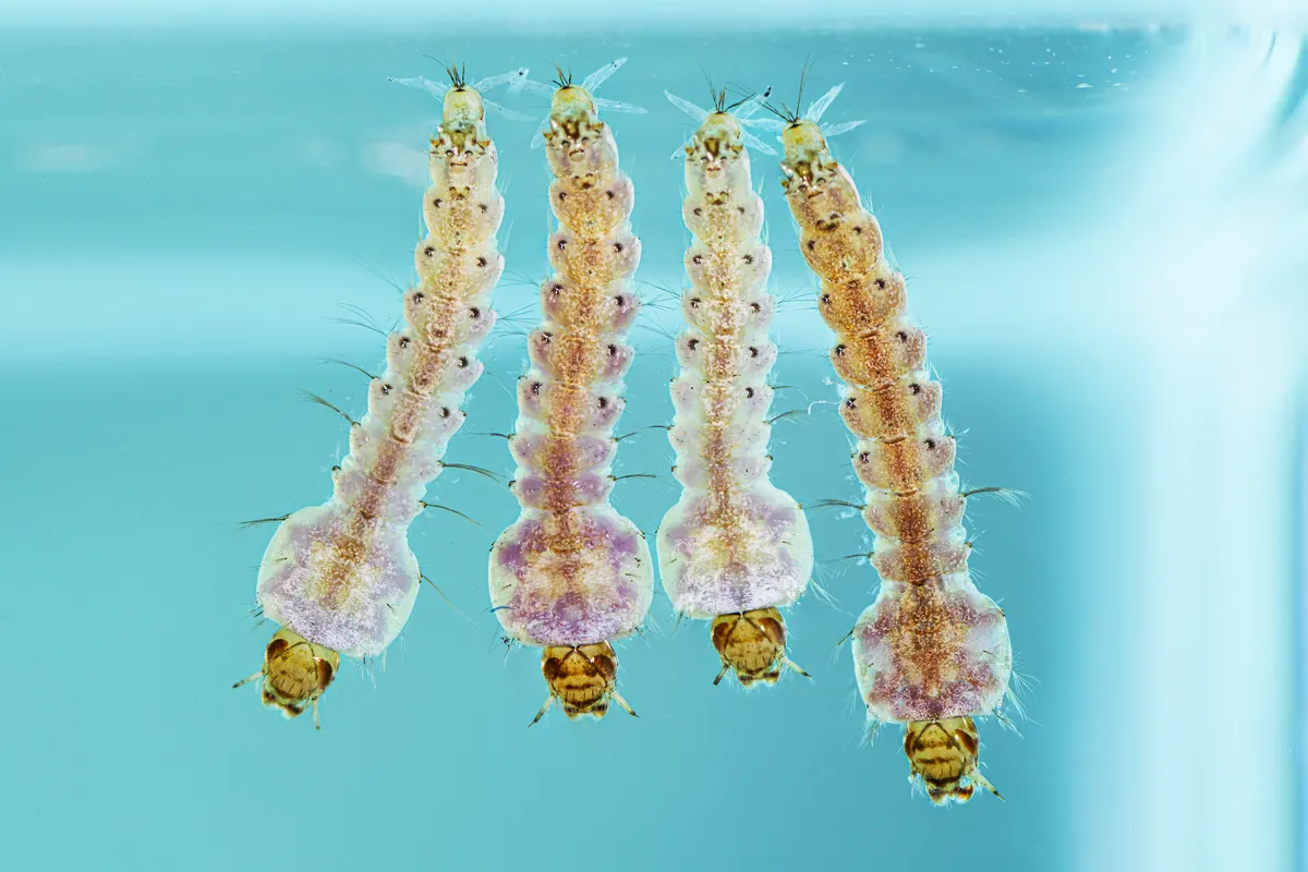 Four Anopheles mosquito larvae, which have no long breathing siphon on the tail
