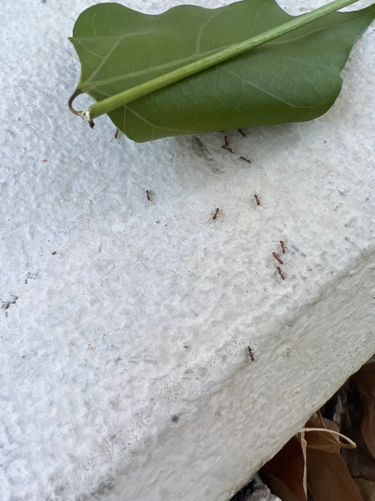 A thin trail of small brown ants running along the base of a textured white wall