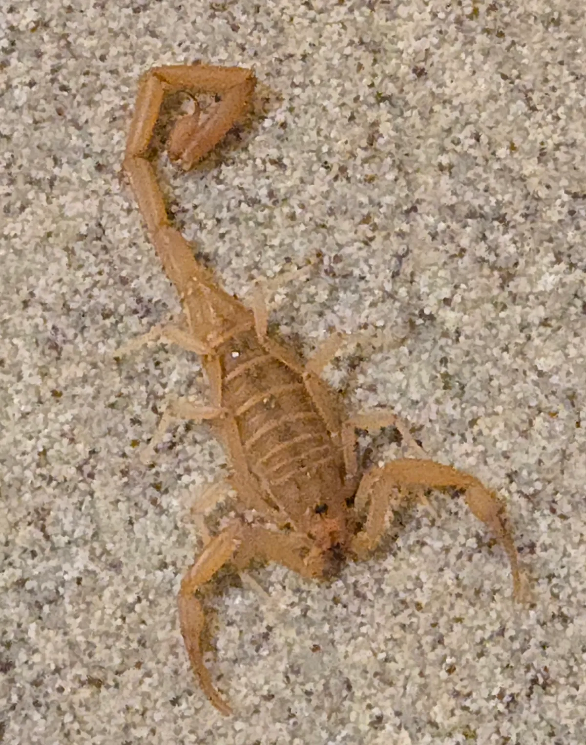 Slender, pale tan Arizona bark scorpion seen from above on coarse sand, with long, thin pincers and a segmented tail curled at the tip