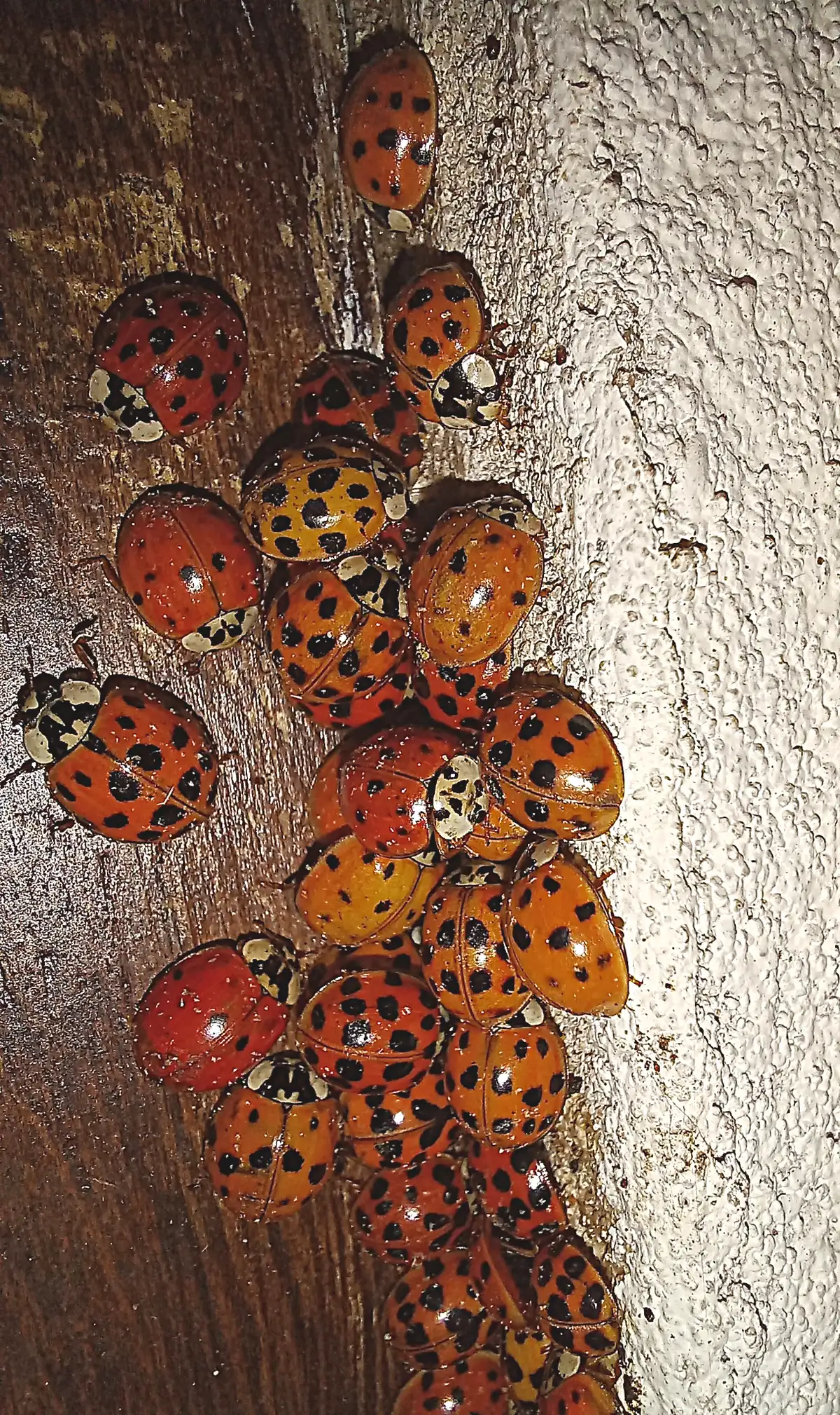 Dozens of orange and red Asian lady beetles with black spots packed together on a wooden door frame beside a white textured wall