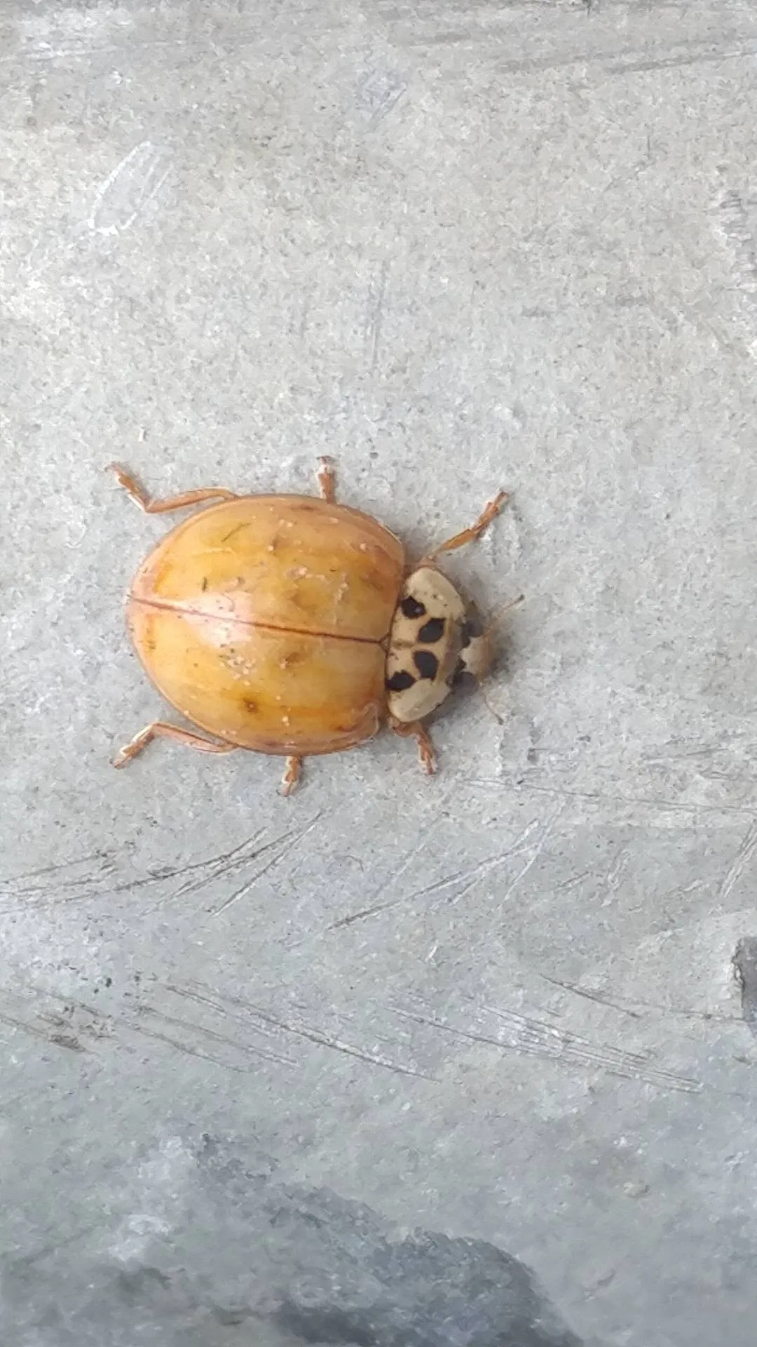 Orange Asian lady beetle seen from above on gray concrete, with no black spots on its wing covers and black marks on the cream plate behind its head