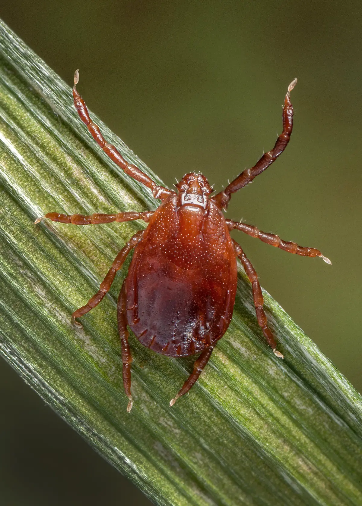 Adult female Asian longhorned tick climbing a blade of grass, plain reddish-brown with no markings on its back
