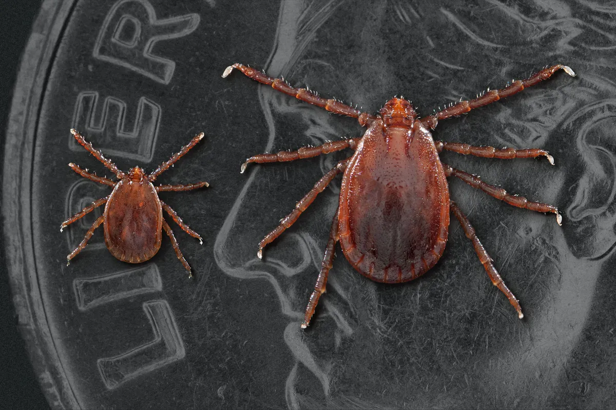 Asian longhorned tick nymph and a larger adult female, both plain reddish-brown, resting on a US dime for scale