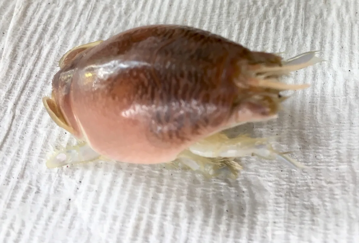 Atlantic mole crab, a smooth, oval, pinkish-brown crustacean with pale feathery appendages tucked beneath it, resting on a white surface