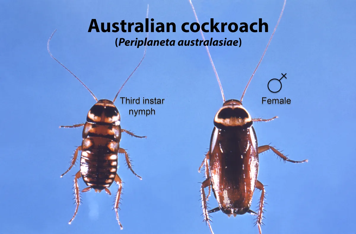 Two Australian cockroaches from above on a blue background: a smaller wingless nymph with pale yellow patches on a dark body beside a winged female with a yellow-bordered plate behind the head