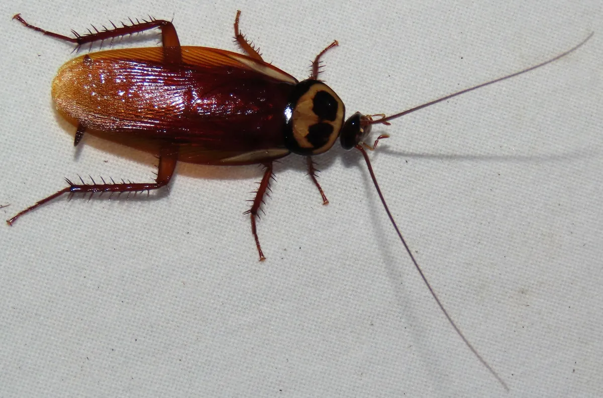 Reddish brown Australian cockroach seen from above on a pale surface, with a yellow-bordered plate behind its head and a pale yellow streak at the base of each front wing