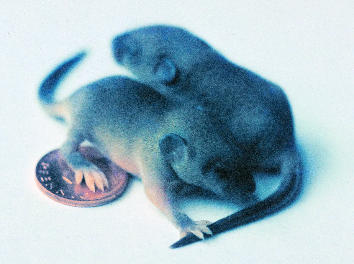 Two furred baby mice with their eyes closed, curled together beside a copper coin