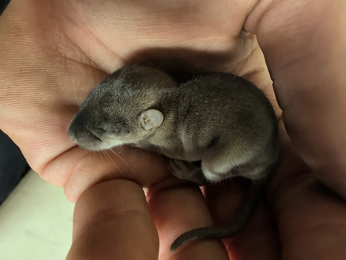 Furred gray-brown rat pup with its eyes closed, a small rounded ear and long whiskers, curled in the palm of a person's hand with its dark tail between the fingers