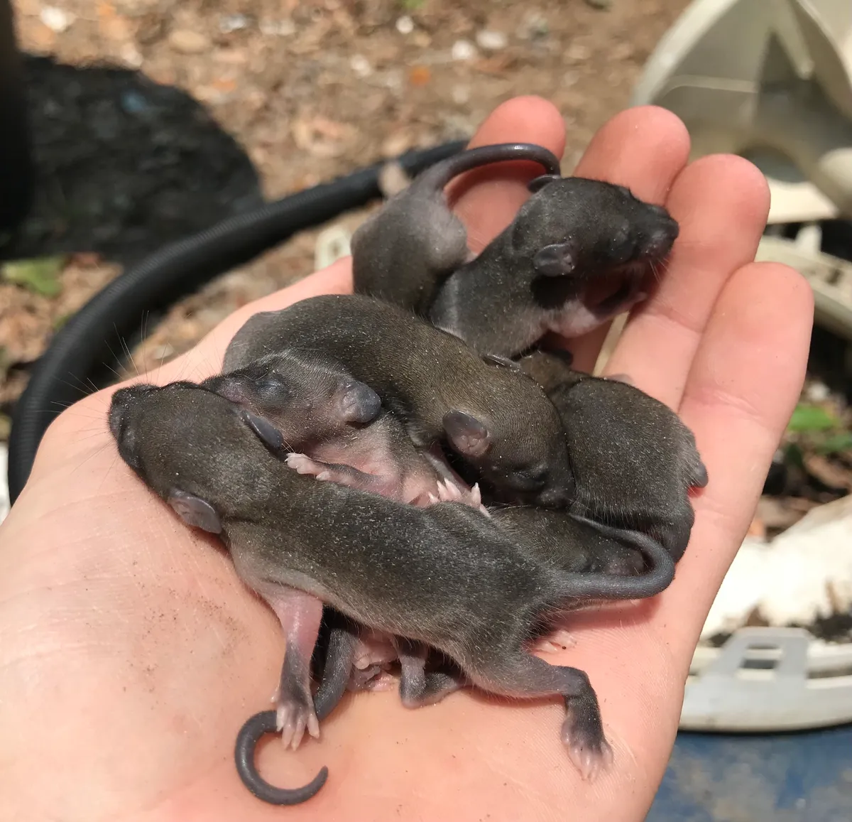 Litter of dark gray, furred rat pups with closed eyes heaped in a person's open palm, a garden hose and broken plastic yard debris behind them