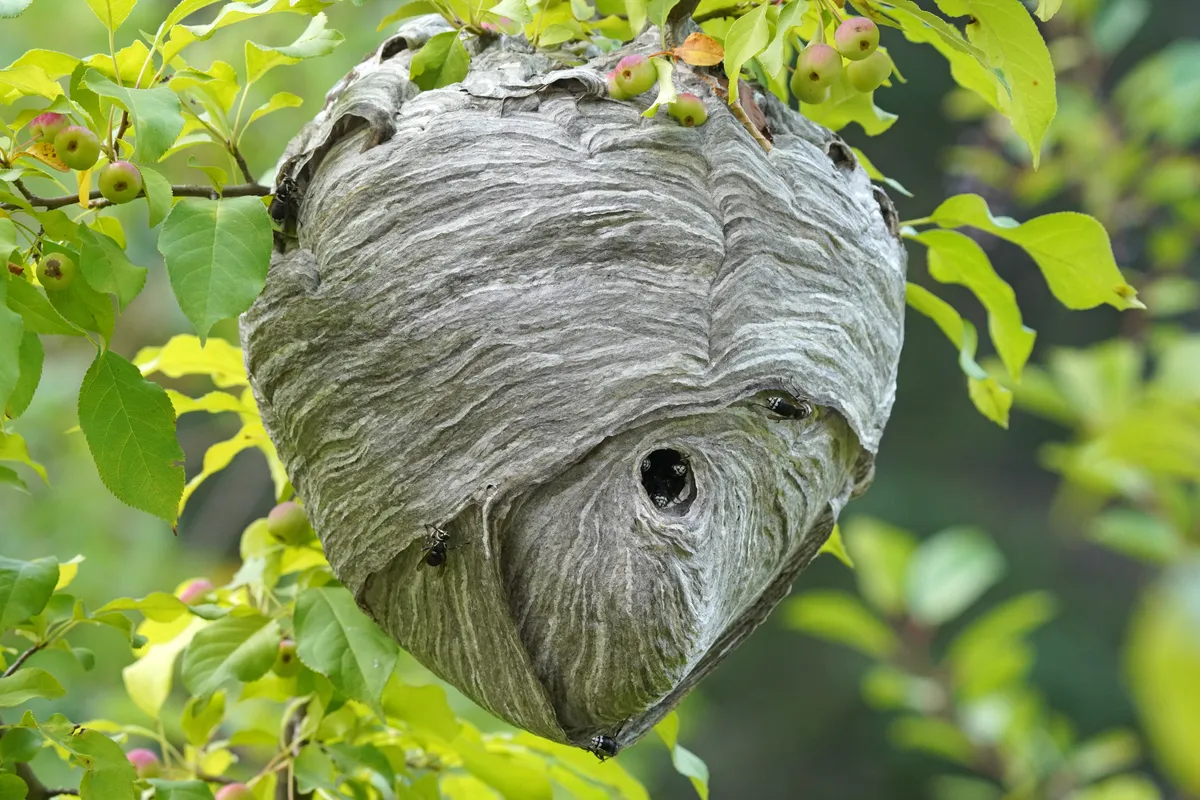 Large gray paper hornet nest with swirled layers hanging among green leaves and small fruit, with a round entrance hole in its lower half and a few black wasps on it