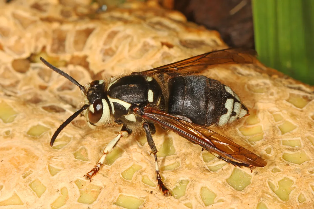 Black bald-faced hornet with ivory-white markings on its face and the tip of its abdomen, and smoky brown wings, on a pale textured surface