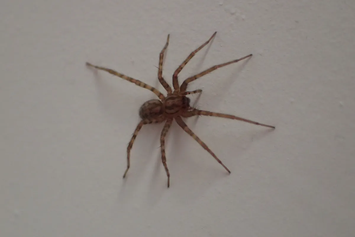 Brown funnel weaver on a white indoor wall, its long legs banded light and dark and its abdomen spotted