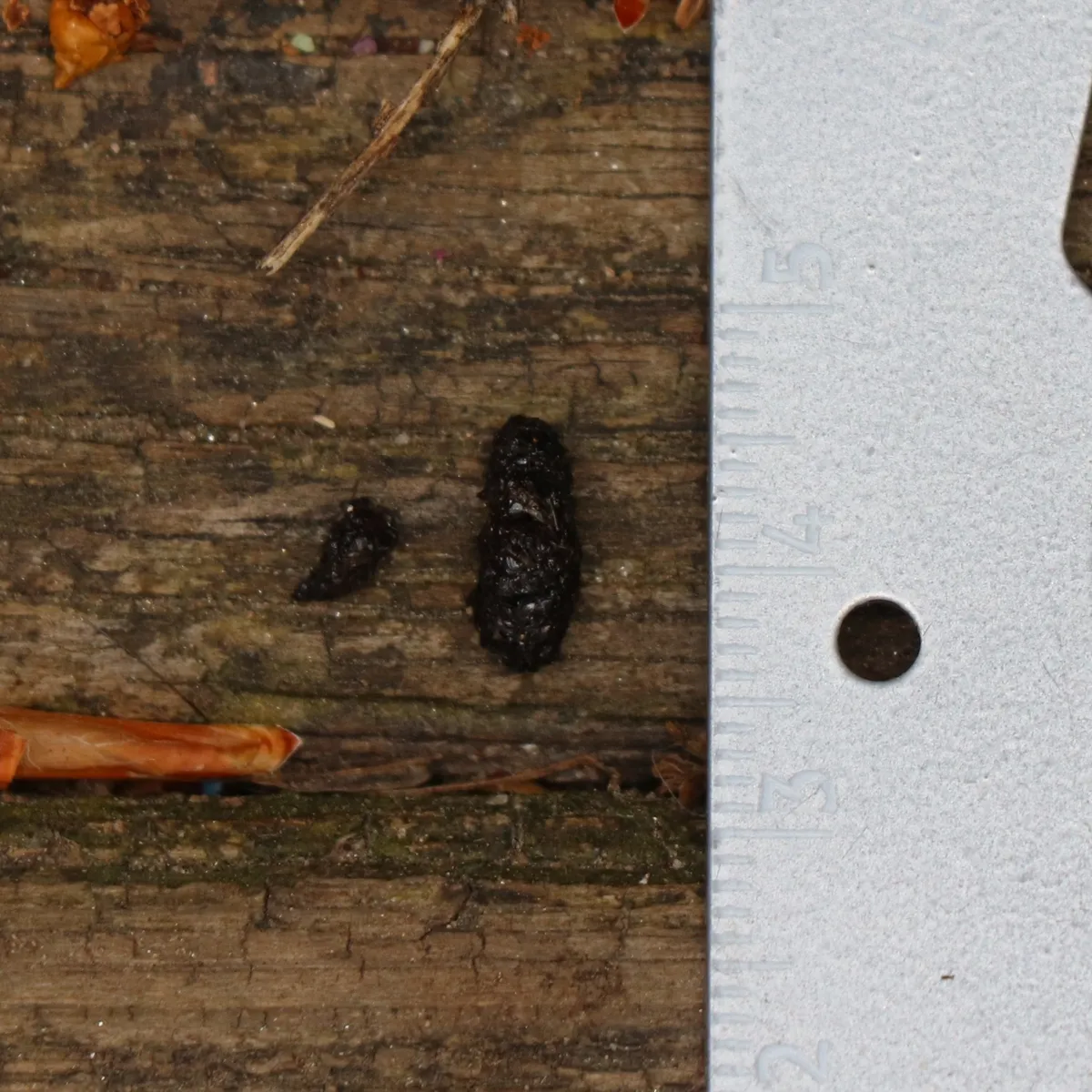 Two dark, crumbly bat droppings on weathered wood beside a white ruler
