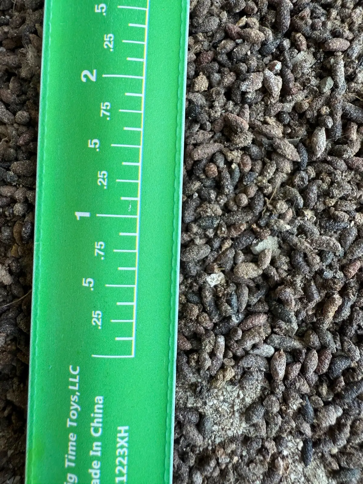 Floor carpeted with small, dark, elongated droppings beside a green ruler marked in quarter inches