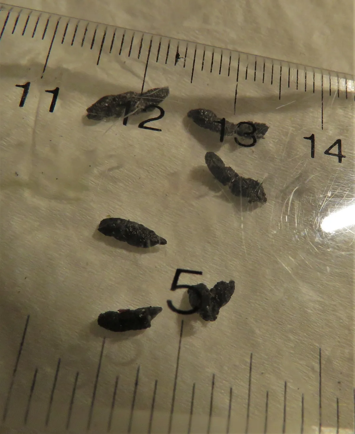 Several dark, crumbly bat droppings photographed with a clear plastic ruler