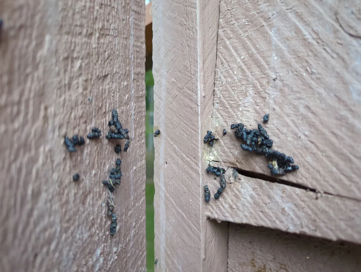 Clumps of small, dark droppings stuck to brown-painted wooden siding on both sides of a narrow gap between boards