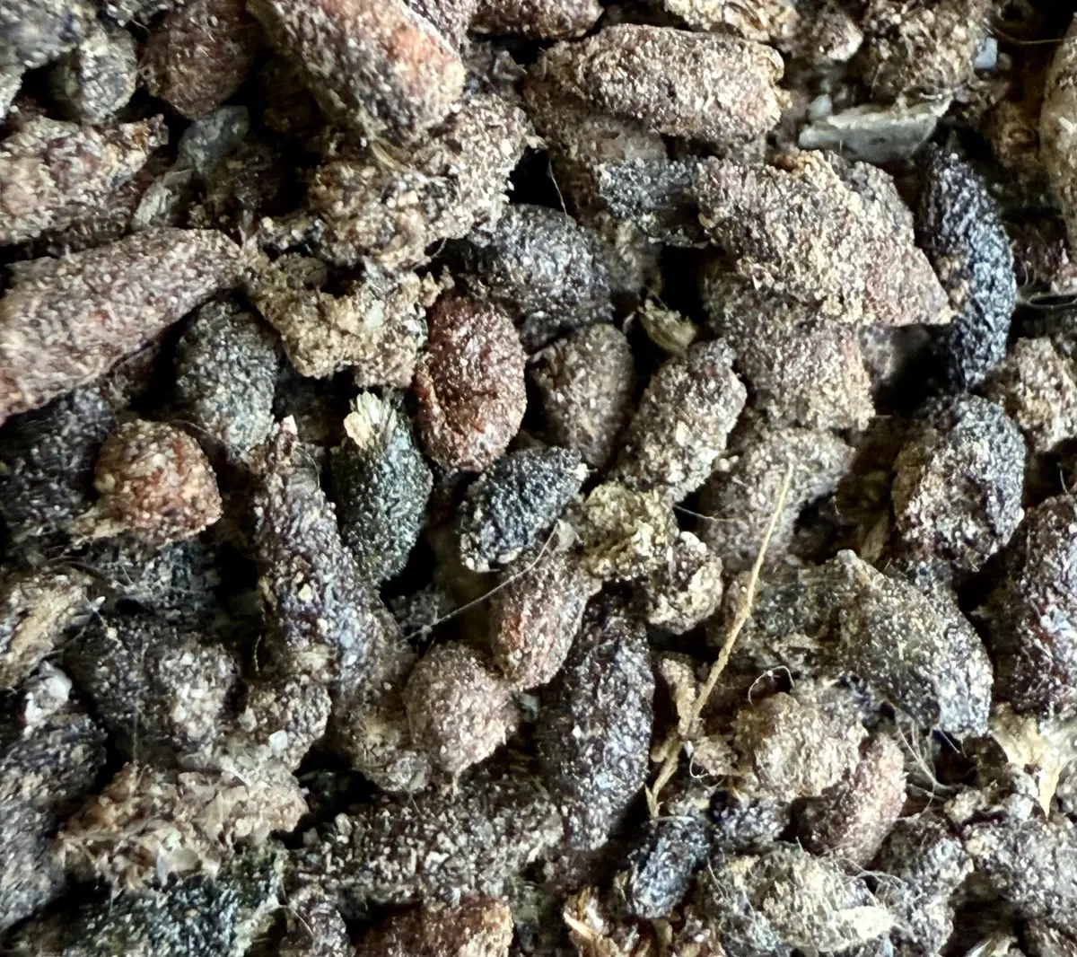 Close view of a layer of elongated, crumbly bat droppings flecked with tiny light fragments