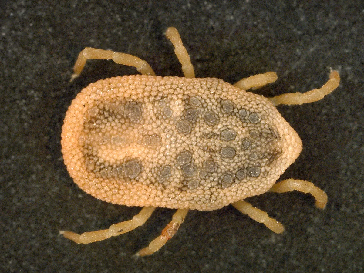 Oval, tan soft tick with a pebbled back marked with gray spots and pale legs, seen from above on a dark background
