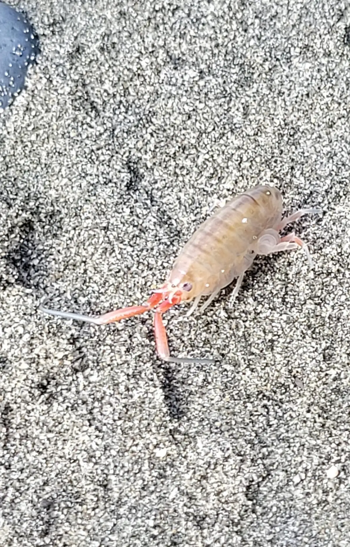 Pale tan beach hopper on gray sand, a segmented crustacean with a round black eye, several pairs of thin legs and long orange-red antennae
