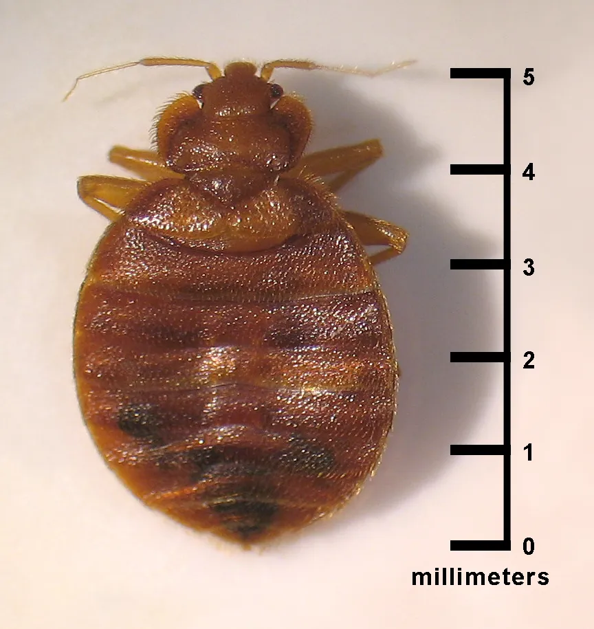 Adult bed bug seen from above beside a scale marked in millimeters: a flat, broad, reddish-brown oval body with short legs and thin antennae