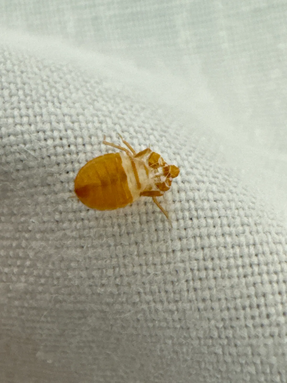 Empty, amber, see-through skin shed by a bed bug nymph lying on white woven fabric, split open at the front with its empty leg casings visible