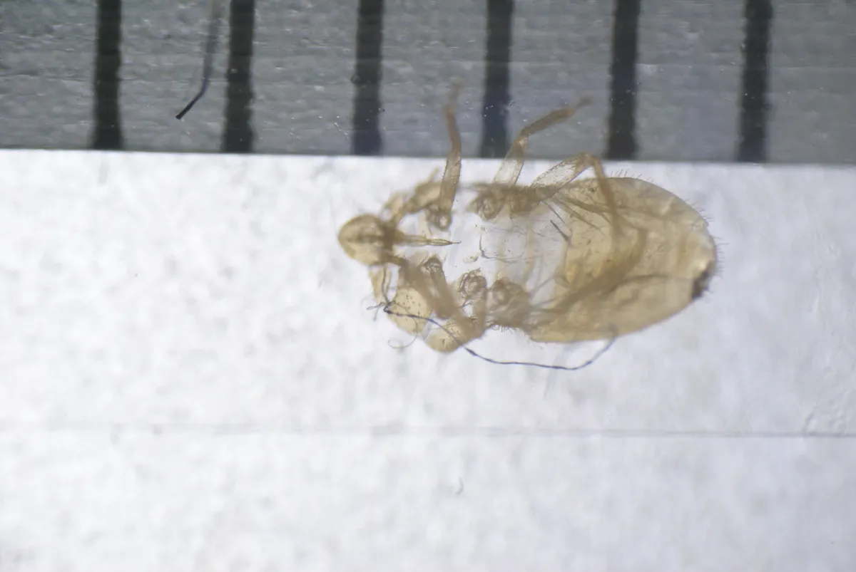 Pale, translucent, empty bed bug skin with its leg casings, magnified below a scale marked in millimeters