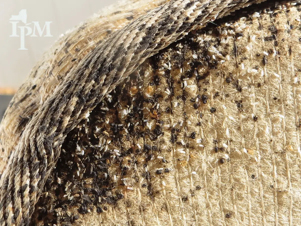 Close view of a mattress edge and its woven piping, heavily blackened with dark stains and dotted with many small white oval eggs