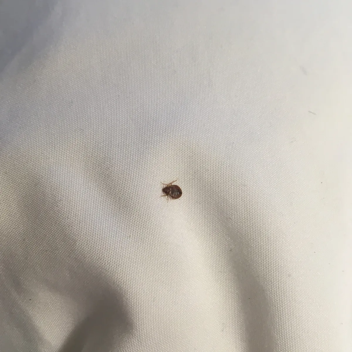 One small reddish-brown bed bug, seen from above, on white woven fabric with soft folds