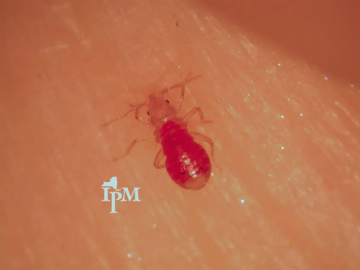 Small pale bed bug nymph on a person's skin, its oval abdomen swollen and bright red with blood
