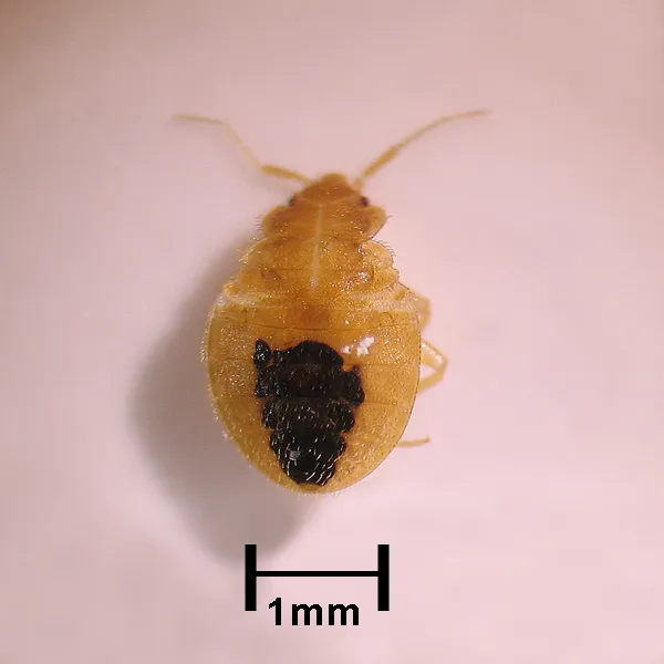 Pale honey-colored bed bug nymph seen from above, with a dark patch inside its abdomen, beside a printed scale bar