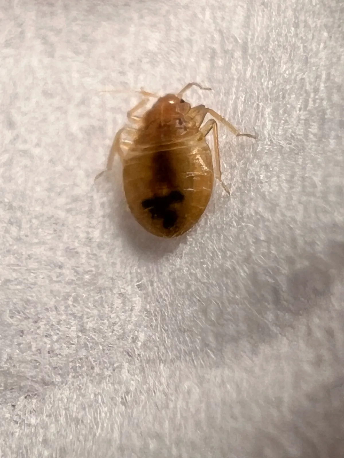 Pale, honey-colored bed bug nymph on white fabric, seen from above: a broad, flat, oval body with a dark patch inside and thin legs