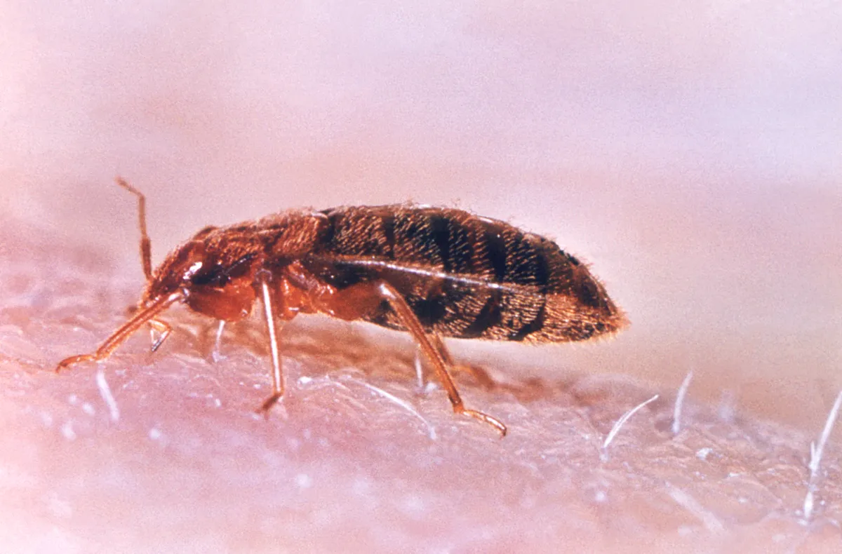 Side view of a reddish-brown bed bug standing on human skin