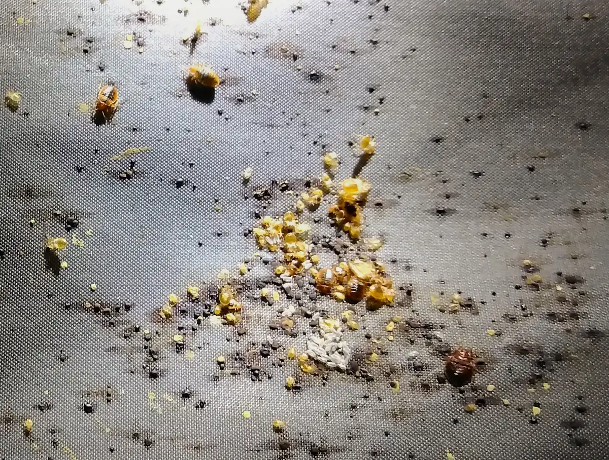 Many bed bugs of different sizes, from pale yellow to dark reddish-brown, clustered on dark fabric among dark specks