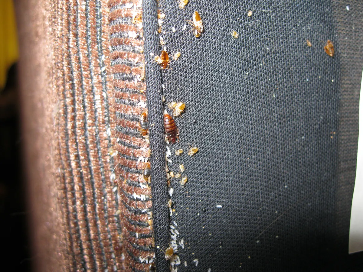 Reddish-brown bed bugs of several sizes and many tiny white eggs lining a seam where dark fabric meets brown upholstery on a bed