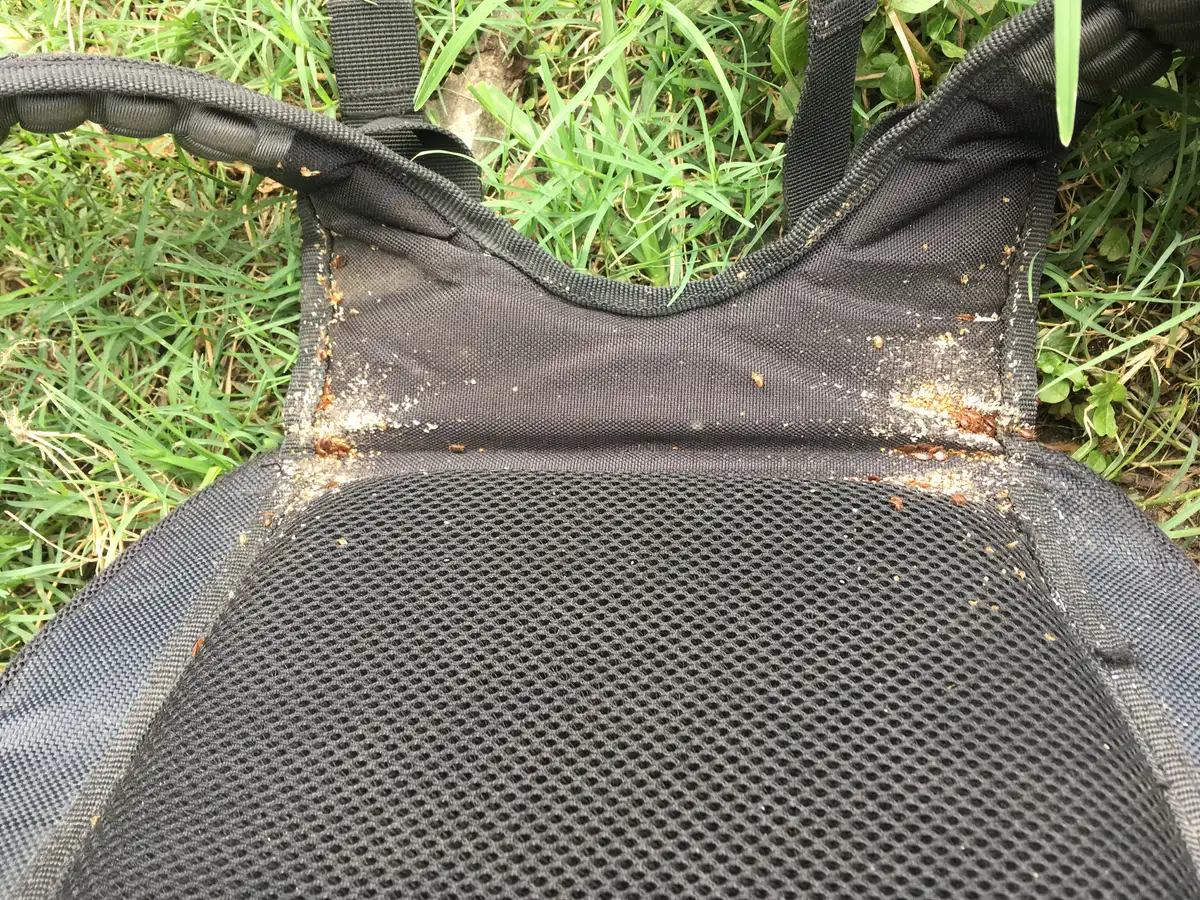 Underside of a black backpack's padded straps lying on grass, with small reddish-brown bugs and pale specks packed along the seams