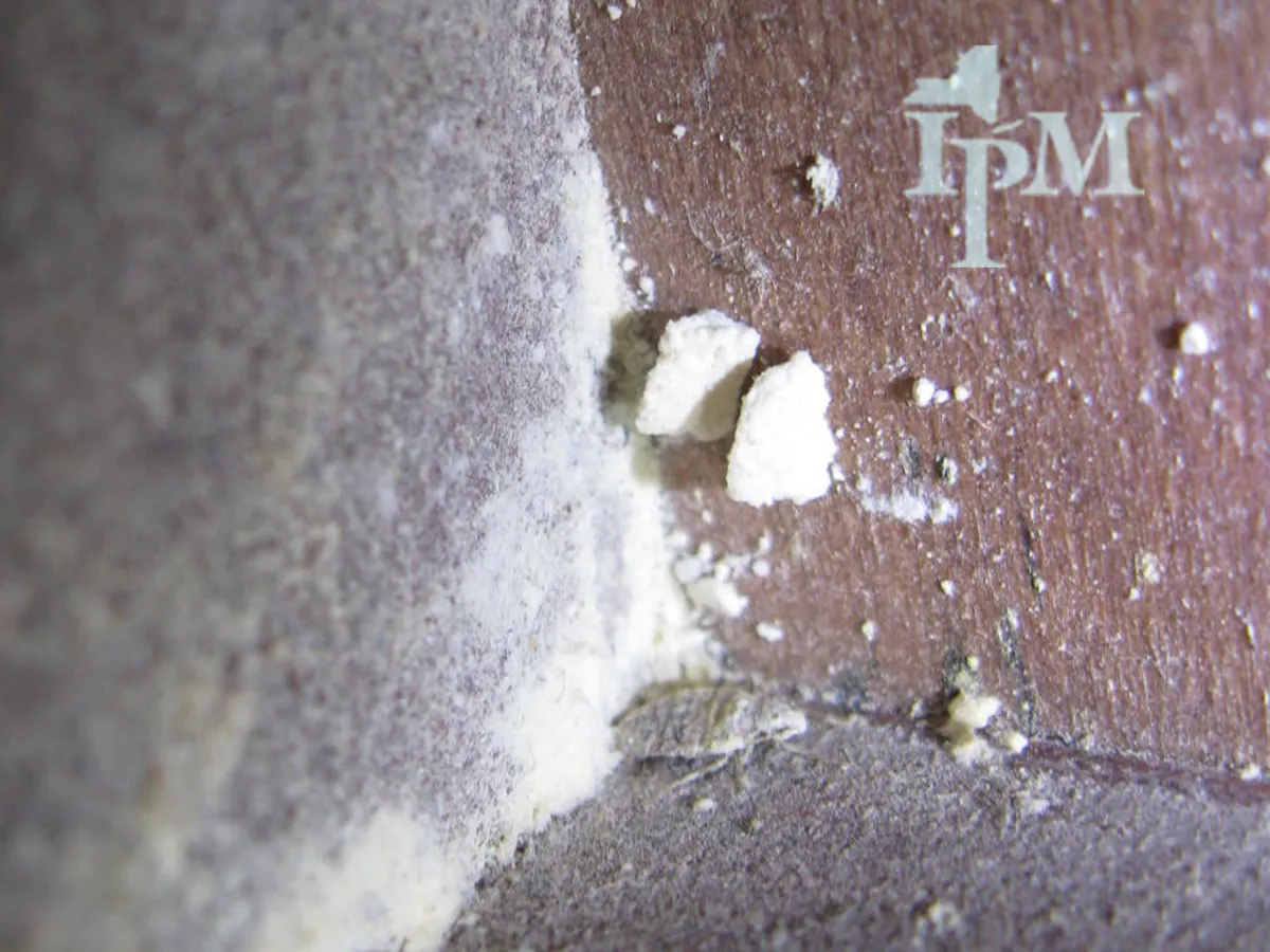 Close view into the crevice where a dark wooden headboard meets gray fabric, coated in white dust, with a pale, dust-covered bed bug at the bottom center