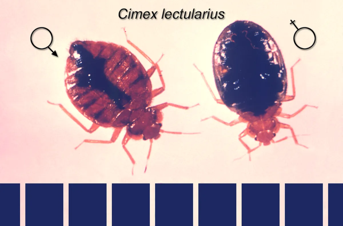 Two bed bugs from above on a pale background, a reddish-brown male on the left and a darker, rounder female on the right, labelled with sex symbols