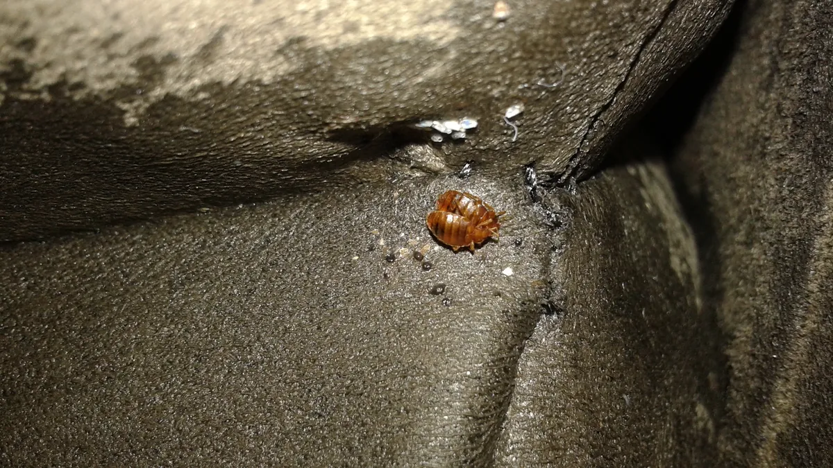 Two reddish-brown bed bugs, one on top of the other, in a fold of dark fabric, with a few small white eggs stuck just above them
