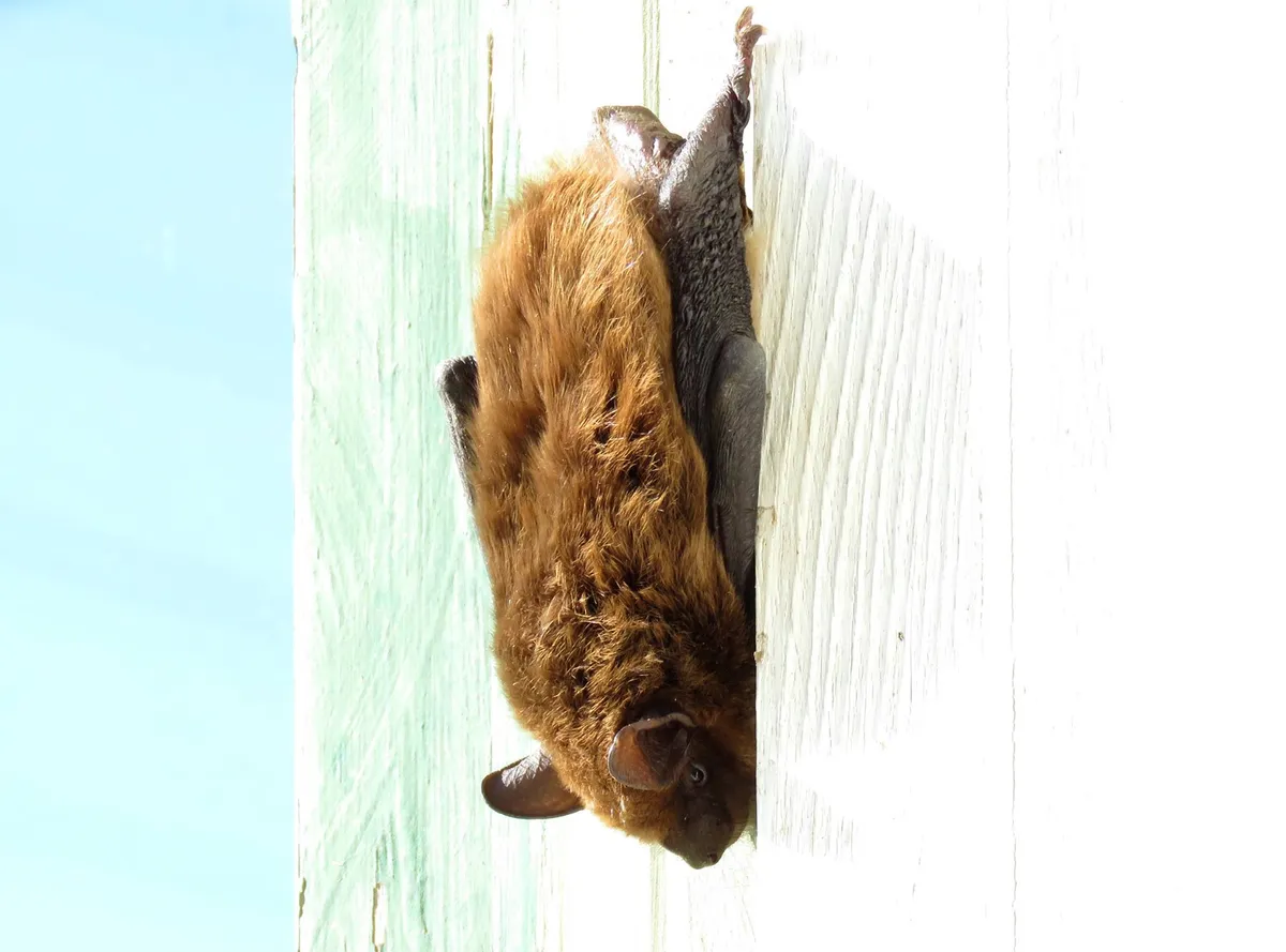 Big brown bat with rusty brown fur and dark wings clinging head-down to white-painted wood